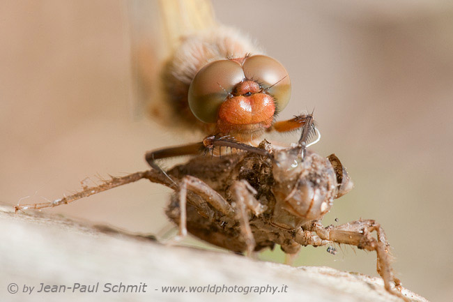 Dragonfly hatching